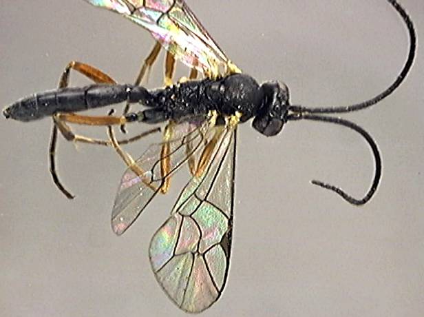 Ichneumonidae 22
